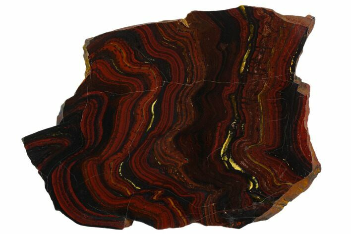 Polished Tiger Iron Stromatolite - Billion Years #129285